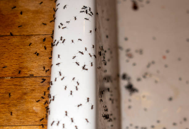 Best Ant Control Services  in USA